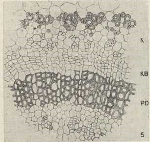 sl. 1. Jedan dio poprečnog presjeka kroz stabljiku likovca (Daphne Blagayana Freyer): K=kora, KB=kambij, PD=primarno drvo, S= srčika s intraksilarnim likom. 500 puta povećano. (Izvorni crtež)