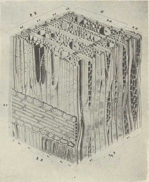 sl. 10. Prostorni prikaz mikroskopske građe listnatog drva: PP=poprečni presjek, RP=radialni presjek, TgP=tangencialni presjek, G=god, RD=rano drvo u godu, KD=kasno drvo u godu, ZS=sržni traci, Tr=traheje, Li=drvna vlakna (libriform), Pa=parenhin. 200 puta povećano. (Izvorni crtež)