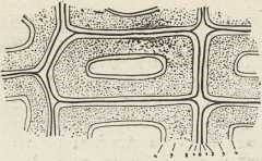 sl. 14. Građa stanične membrane: 0 = intercelularna substanca (središnja lamela), 1 = primarna membrana (kambijska membrana), 2 — 4 = sekundarna membrana s tri sloja (vanjskim 2, srednjim 3, i unutarnjim 4). (Shematska slika)