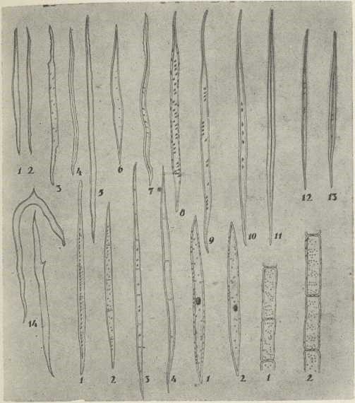 sl. 3. Vrste stanica, koje sastavljaju drvo: Drvna vlakna: 1.—2. vrbovine, 3. orahovine, 4. maslinova drva, 5. kitnjakova drva, 6. lipovine, 7. bukovine, 8. magnolije, 9. jabukova drva, 10. liriodendrona, 11. američkog hrasta (Quercus rubra), 12. karije, 13. Guaiacum officinale, 14. Cedrella odorata. — Septirana drvna vlakna: 1. tik drva, 2. i 4. loze, 3. mahagonija. Intermediarna vlakna: 1. žutike, 2. sasafrasa (Sassafras variifolium). Parenhim: 1. hrasta, 2. karije. 200 puta povećano. (Izvorni crtež)