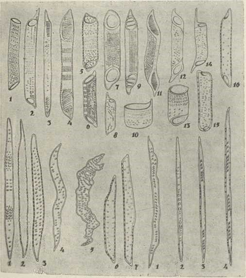 sl. 4. Vrste stanica, koje sastavljaju drvo: Traheje: 1. lipovine, 2.-3. bukovine, 4. johovine, 5. i 10. hrasta kitnjaka, 6. i 13. javorovine, 7. topolovine, 8. trišlje, 9. liriodendrona, 11. brezovine, 12. američke hrastovine (Querc. alba), 14. jabukova drva, 15.–16. likovca. — Traheide: 1.—2. borovine, 3.-5. hrastovine, 6.—7. likovca. Vlaknaste traheide: 1. hrasta kitnjaka, 2.—-3. borovine, 4. hrastovine. 200 puta povećano. (Izvorni crtež)