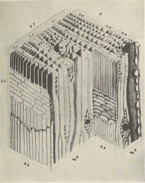 sl. 9. Prostorni prikaz mikroskopske građe četinjava drva: PP=poprečni presjek, RP=radialni presjek, TgP=tangencialni presjek, G=god, RD=ravno drvo u godu, KD=kasno drvo u godu, ZS=sržni traci, VSK=vertikalni (uzdužni) smolni kanal, HSK=horizontalni (vodoravni) smolni kanal. 200 puta povećano. (Izvorni crtež)