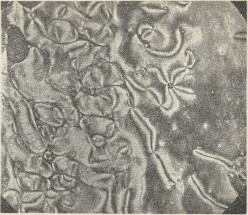 sl. 10. p-azoksifenetol u polarizacionom mikroskopu među ukrštenim nikolima (Wien-Harms, Handbuch der Experimentalphysik, sv. 18., Leipzig 1928)