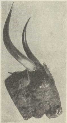 Sl. 14. Mikena, Srebrna posuda u obliku bikovske glave iz groba (Bossert)