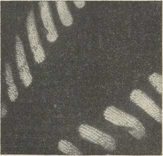 sl. 4. Dio oklopa jedne diatomeje. Povećanje 4200x. Snimka od H. Boerscha